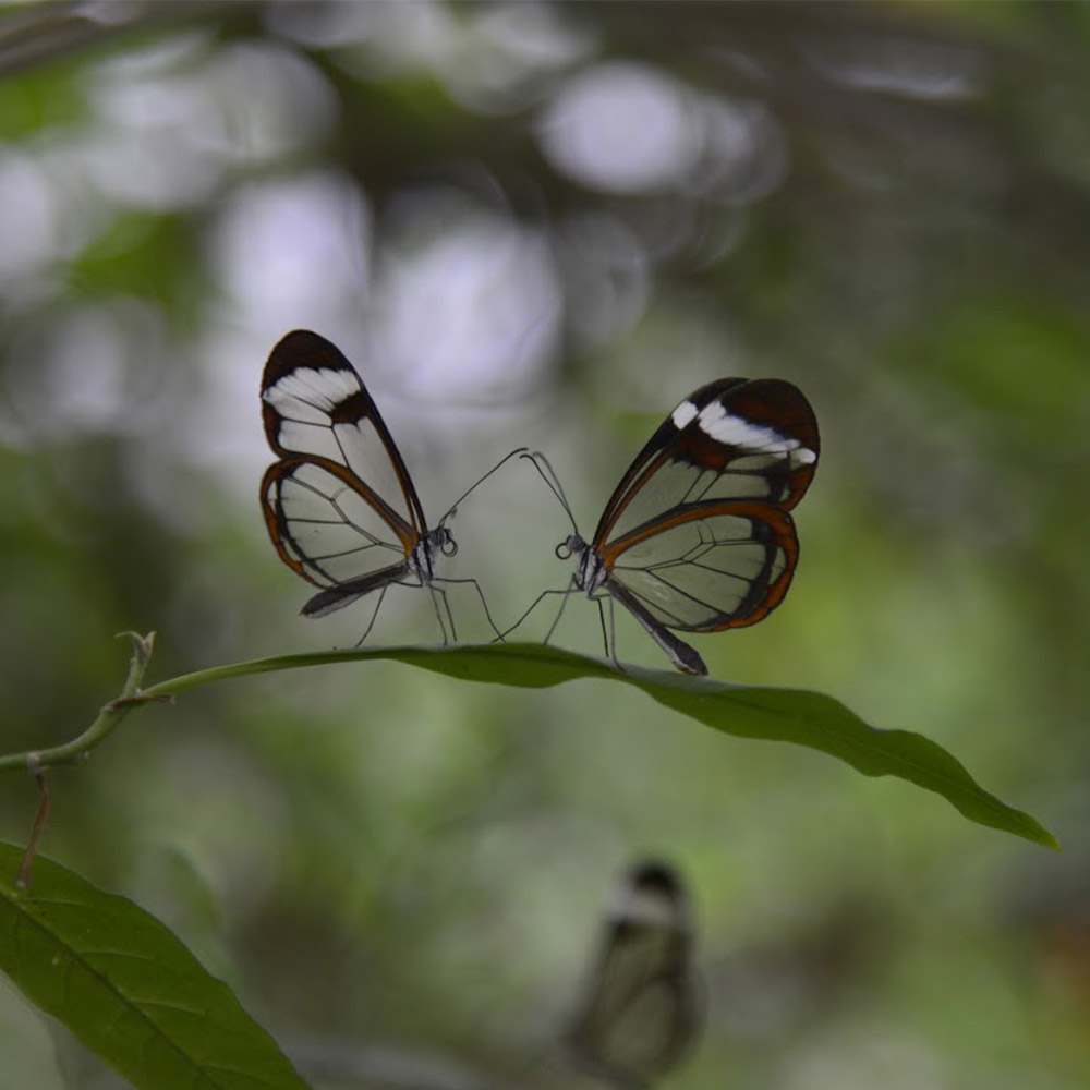 Schmetterlinge zusammen im Schmetterlingspark
