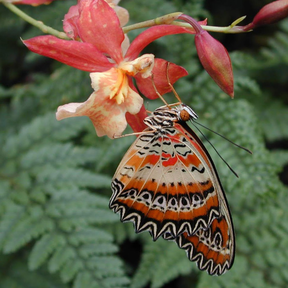 Schmetterling hängt an einer Blüte im Tropenhaus