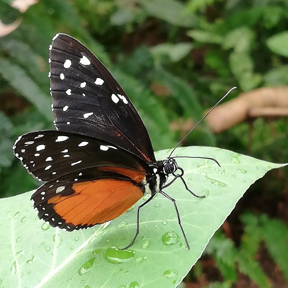 Schmetterling sitzt auf dem Blatt im Tropenhaus