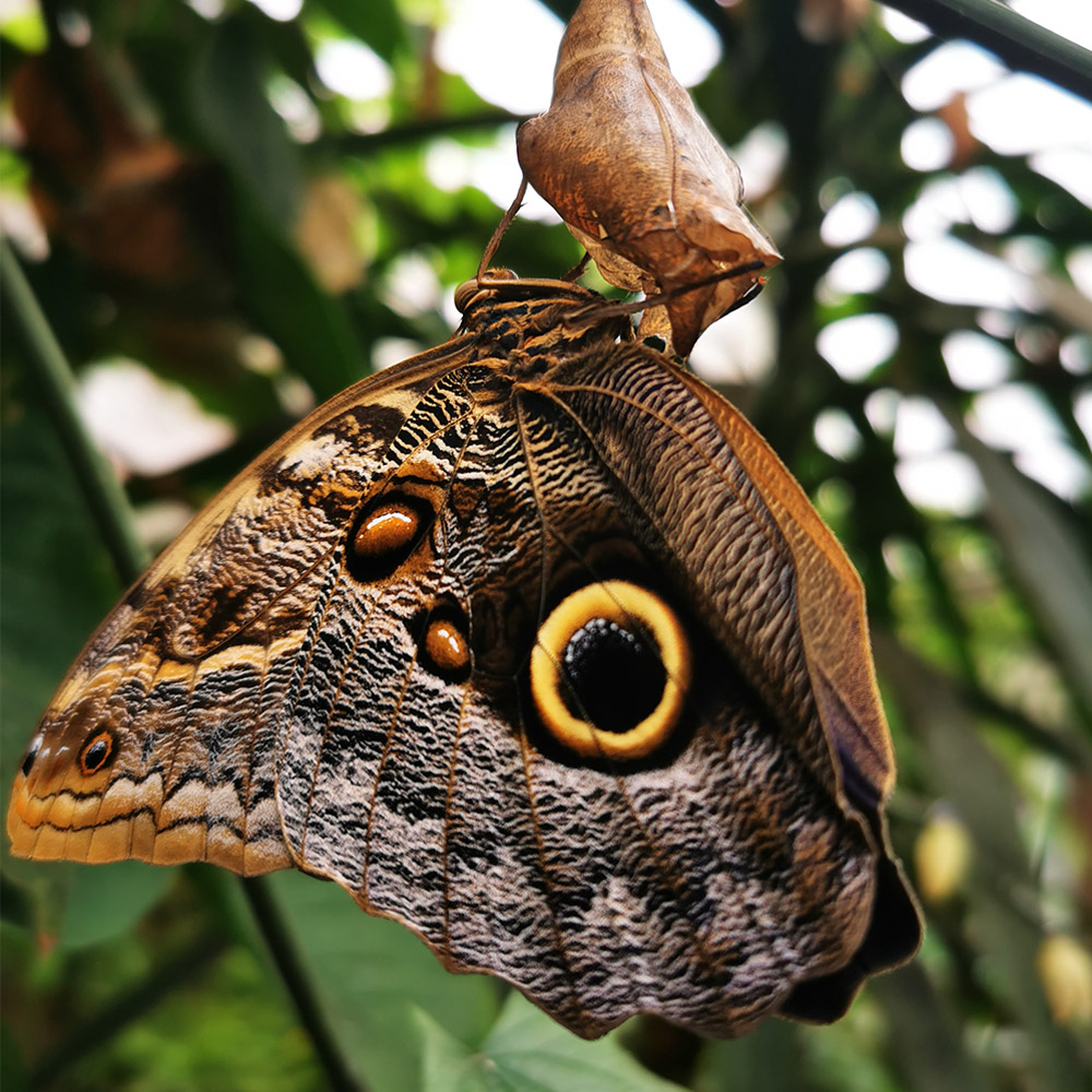 Schmetterling kommt im Tropenhaus aus dem Kokon